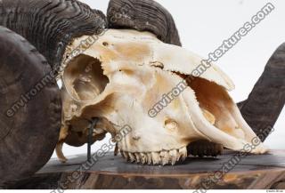 Photo Textures of Mouflon Skull 